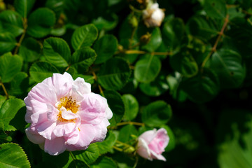White rose flower bush in summer season home flower garden