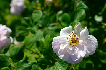 White rose flower bush in summer season home flower garden