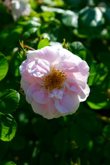 White rose flower bush in summer season home flower garden