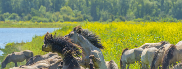Horses in a field with wild flowers along a lake in summer   © Naj