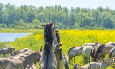 Horses in a field with wild flowers along a lake in summer   © Naj