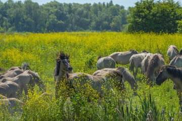 Horses in a meadow with wild flowers below a blue sky in summer © Naj