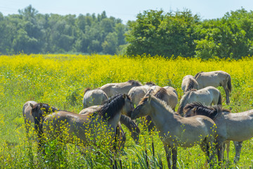 Horses in a meadow with wild flowers below a blue sky in summer © Naj
