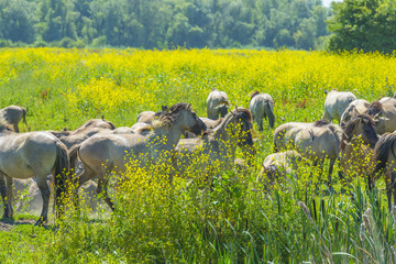 Horses in a meadow with wild flowers below a blue sky in summer © Naj