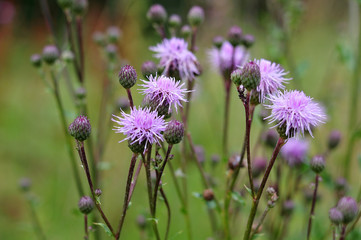 thistles with buds and lilac flowers