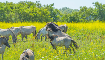 Horses in a meadow with wild flowers below a blue sky in summer © Naj