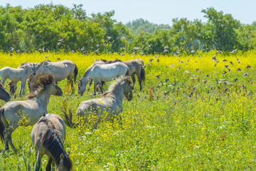 Horses in a meadow with wild flowers below a blue sky in summer © Naj