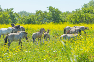 Horses in a meadow with wild flowers below a blue sky in summer © Naj