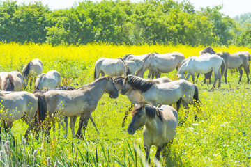 Horses in a meadow with wild flowers below a blue sky in summer © Naj