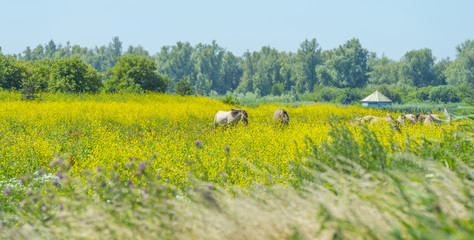 Horses in a field with wild flowers along a lake in summer   © Naj