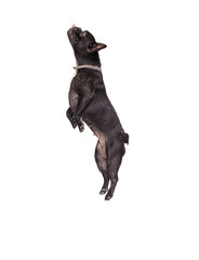 dog french bulldog jumping