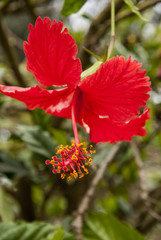 Fototapeta premium Thespesia grandiflora - maga.