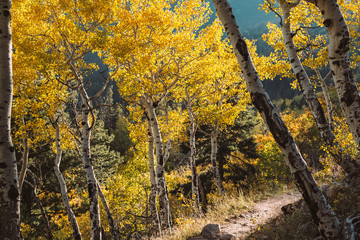 Aspen grove at autumn in Rocky Mountains