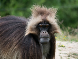 Gélada