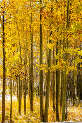 Season changing, first snow and autumn trees