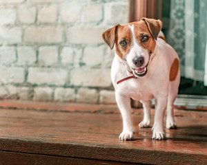 Front portrait of small cute happy smiling dog jack russel terrier standing outside on wooden porch of old brick house next to open door at summer sunny day. Pet protecting property