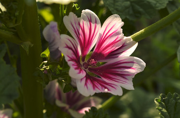 Blooming Malva Zebrina  in the garden, Summer