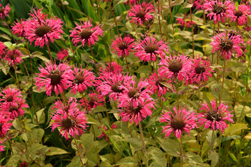 Blooming pink monarda  in the garden, Summer
