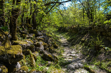 Spring forest - the path is laid out with stones covered with a shadow of a green leaf and with moss