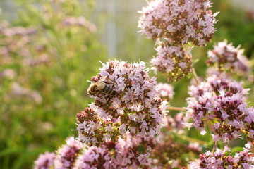 Obraz premium Blooming pink oregano in the garden, Summer