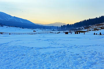 Beautiful Snow Forest in India