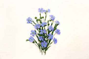 Obraz premium Flowers and capsule with seed flax ( Linum usitatissimum ) common names: common flax or linseed on a light background with space for text. Top view, flat lay