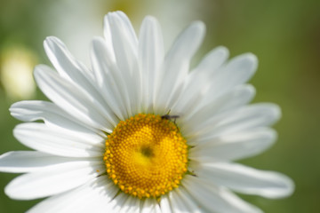 Obraz premium flowers