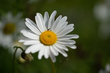 Obraz premium flowers