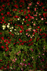 Texture, wall of small spray roses of red, pink and cream colors. Wedding floristry