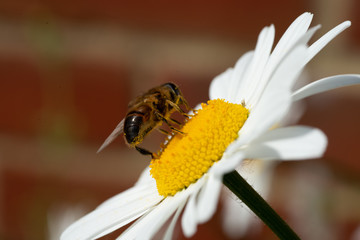 Obraz premium flowers