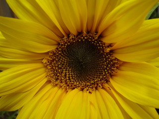 Makroaufnahme Sonnenblume