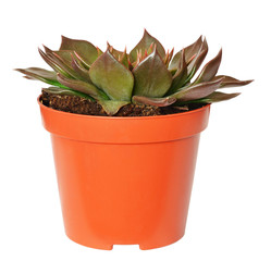 Succulent flower in a pot