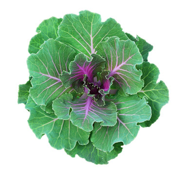 Ornamental kale in green and purple colors