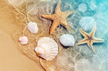 starfish and seashell on the summer beach in sea water.