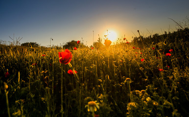 landscapes in the spring