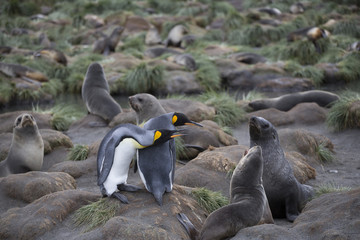 Antarctica