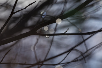 macro water drop in nature