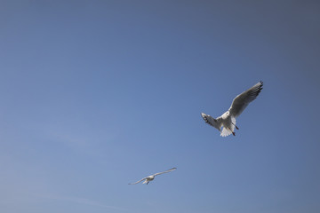 seagull flying