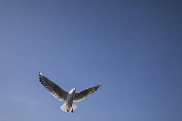 seagull flying