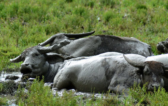 buffalo