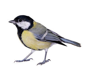 Great tit (Parus major), isolated on white background