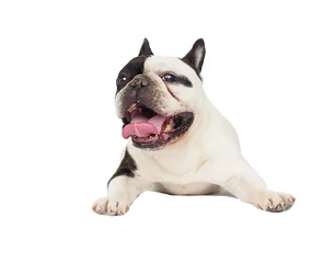 Fototapete Französische Bulldogge Hund sieht die französische Bulldogge aus