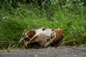 skull of a cow 