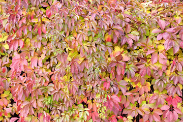 Red, yellow, green and purple autumn ivy leaves on the wall of the house or fence. A lot of details.