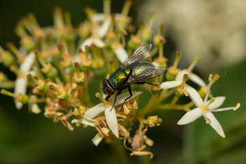 Echte Fliege sitzt auf einer Blüte