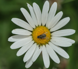 Fliege sitzt auf einer Margrite