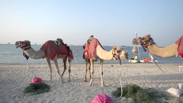 three camels eating on a public beach in slow motion