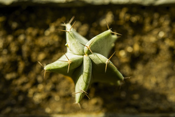 cacti on the windowsill