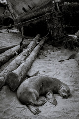 Fototapeta premium South America