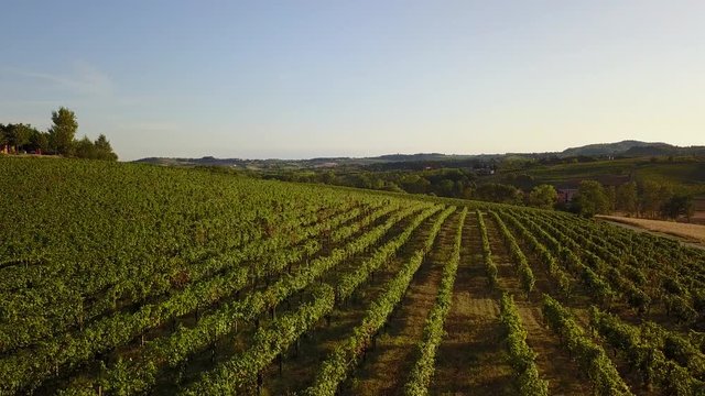 Beautiful UHD drone footage of a vineyard in the Monferrato hills, Italy
